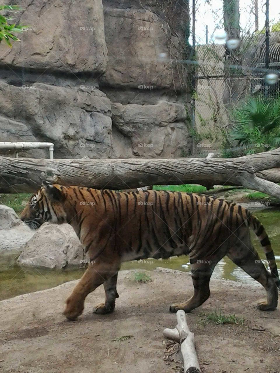 tiger