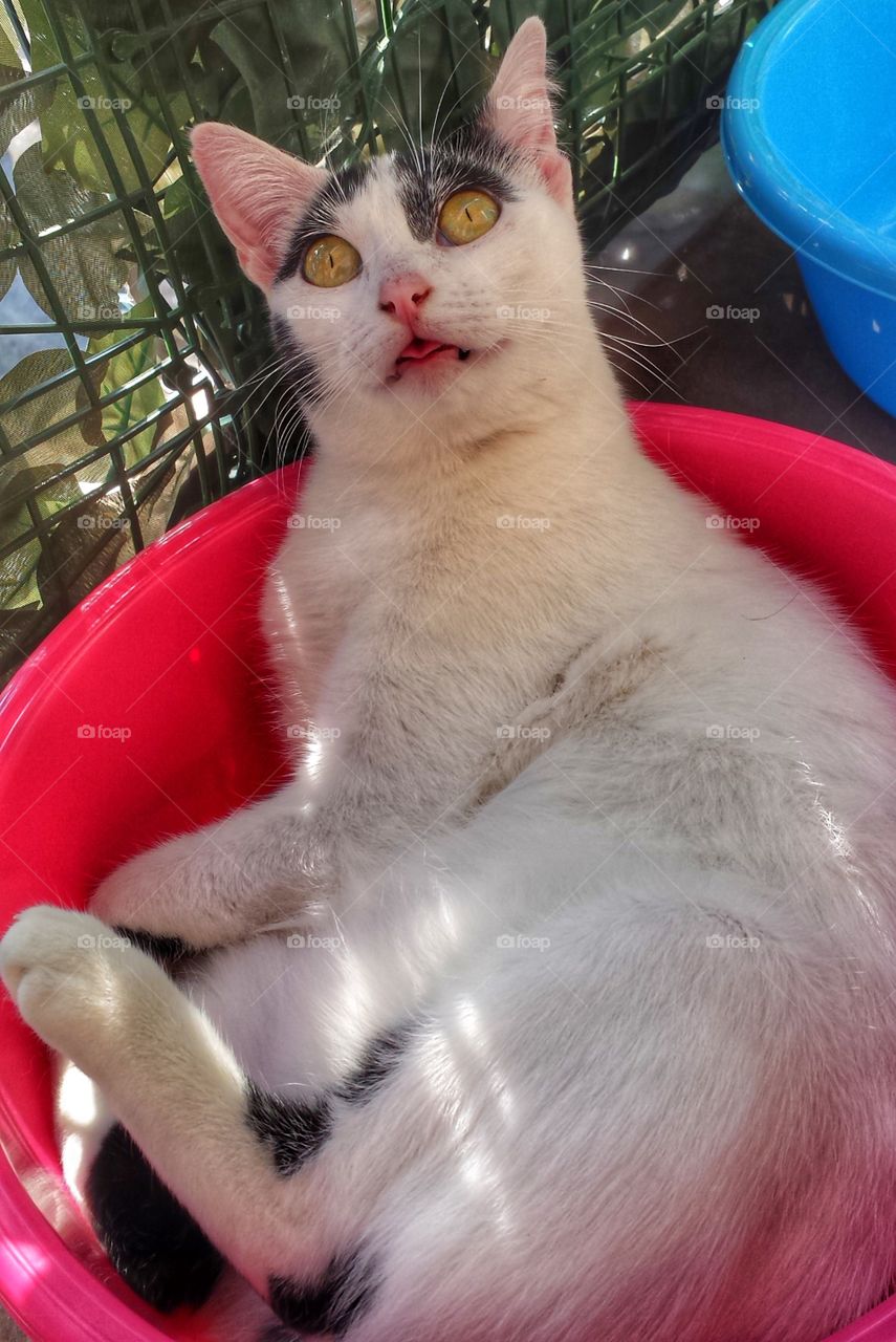 The cat in the pink bowl