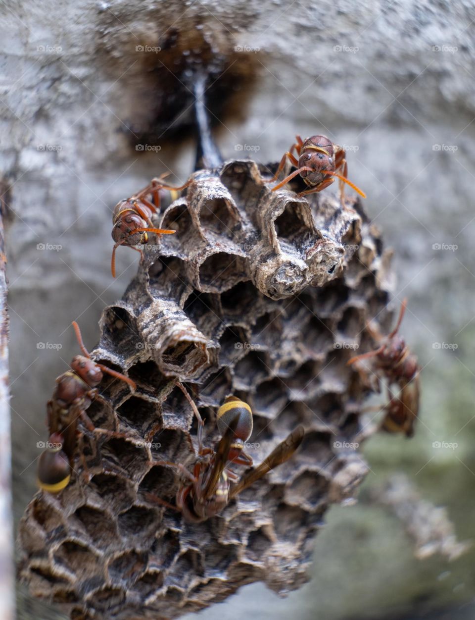 close up photo a swarm of bees and their hive
