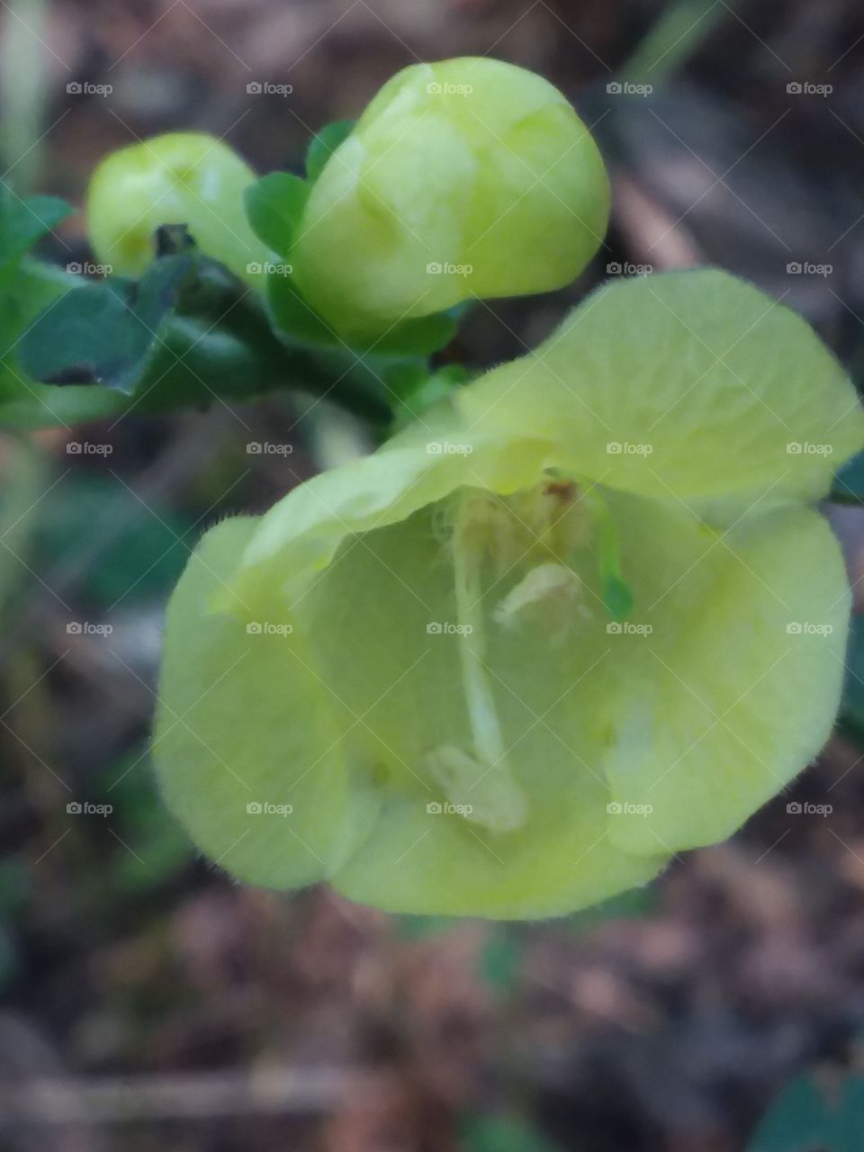Yellow bell flower macro photography closeup