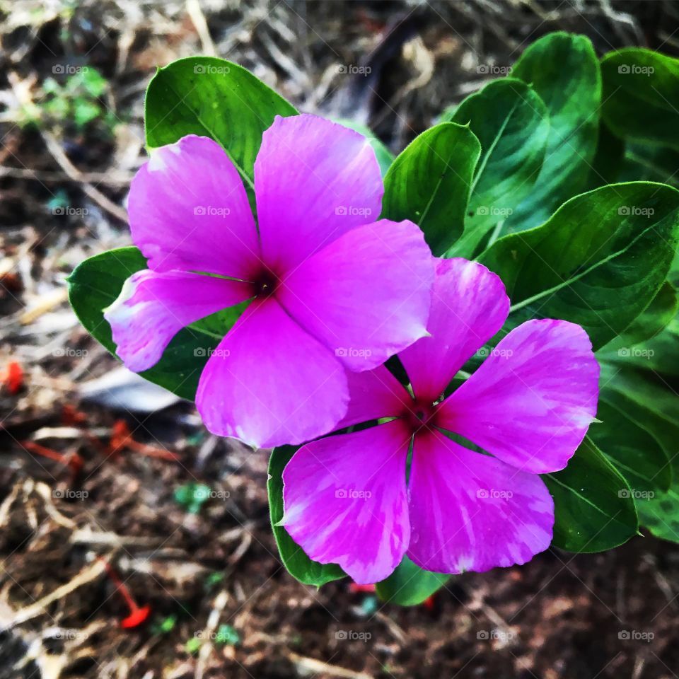 PURPLE COLOR - 🌹 🇺🇸 Very beautiful flowers to brighten our day.  Live nature and its beauty. Did you like the delicate petals? / 🇧🇷 Flores muito bonitas para alegrar nosso dia. Viva a natureza e sua beleza. Gostaram das pétalas delicadas? 