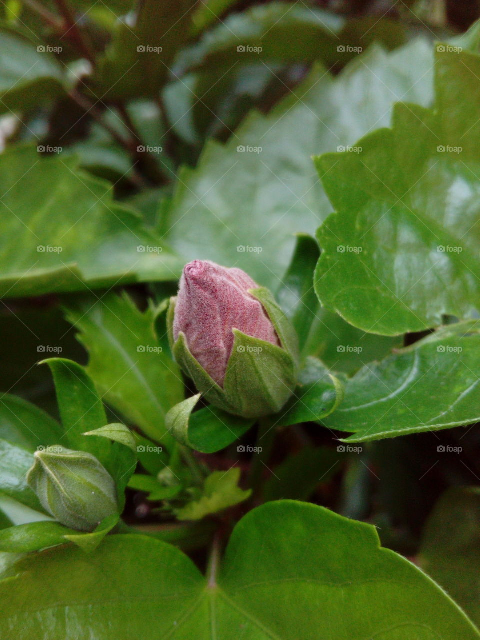 Flower Bud