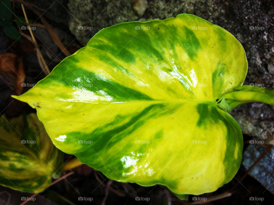 green color leaf