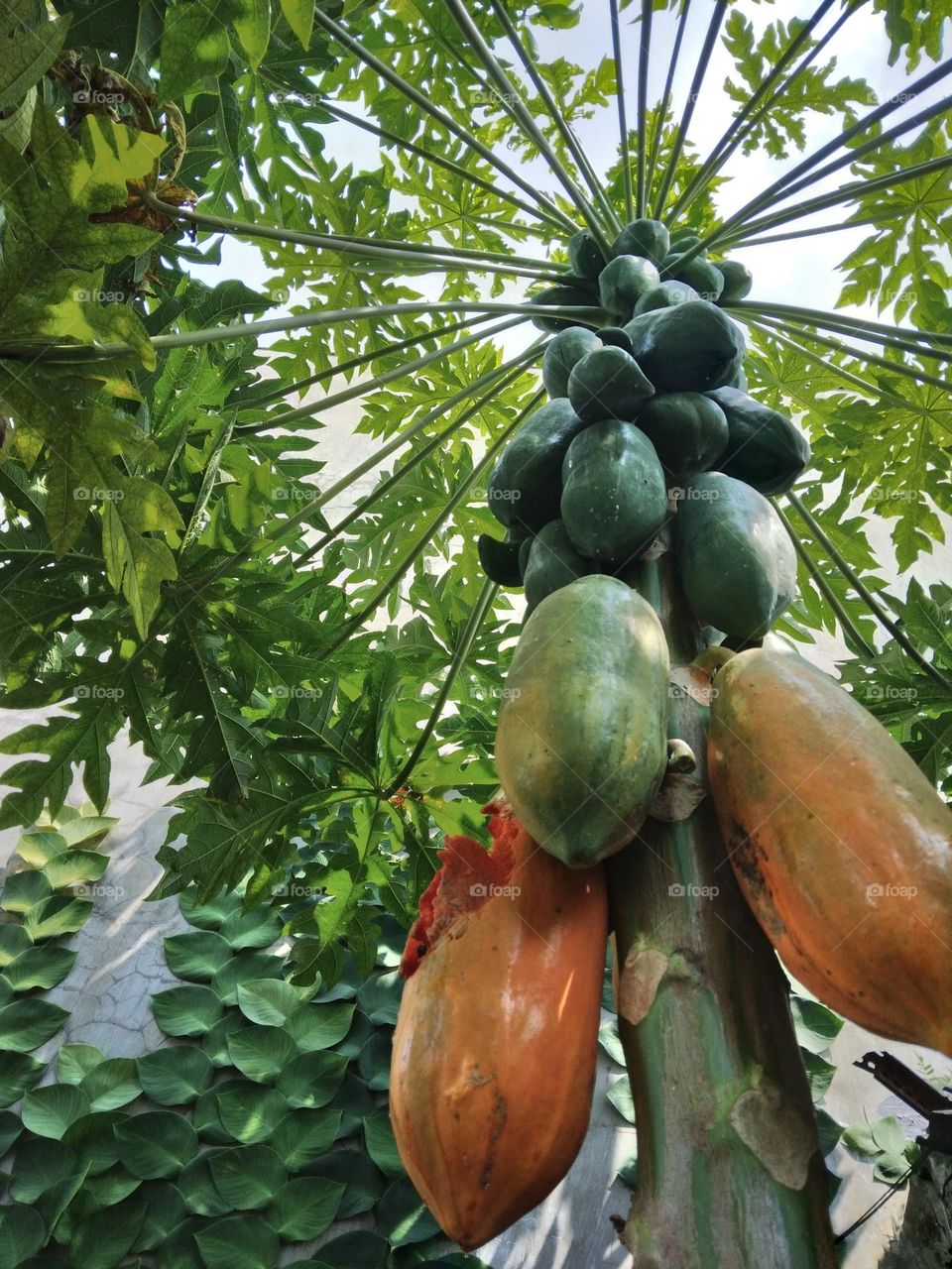 apaya tree bears fruit in my garden. birds and ferrets have eaten some of this papaya