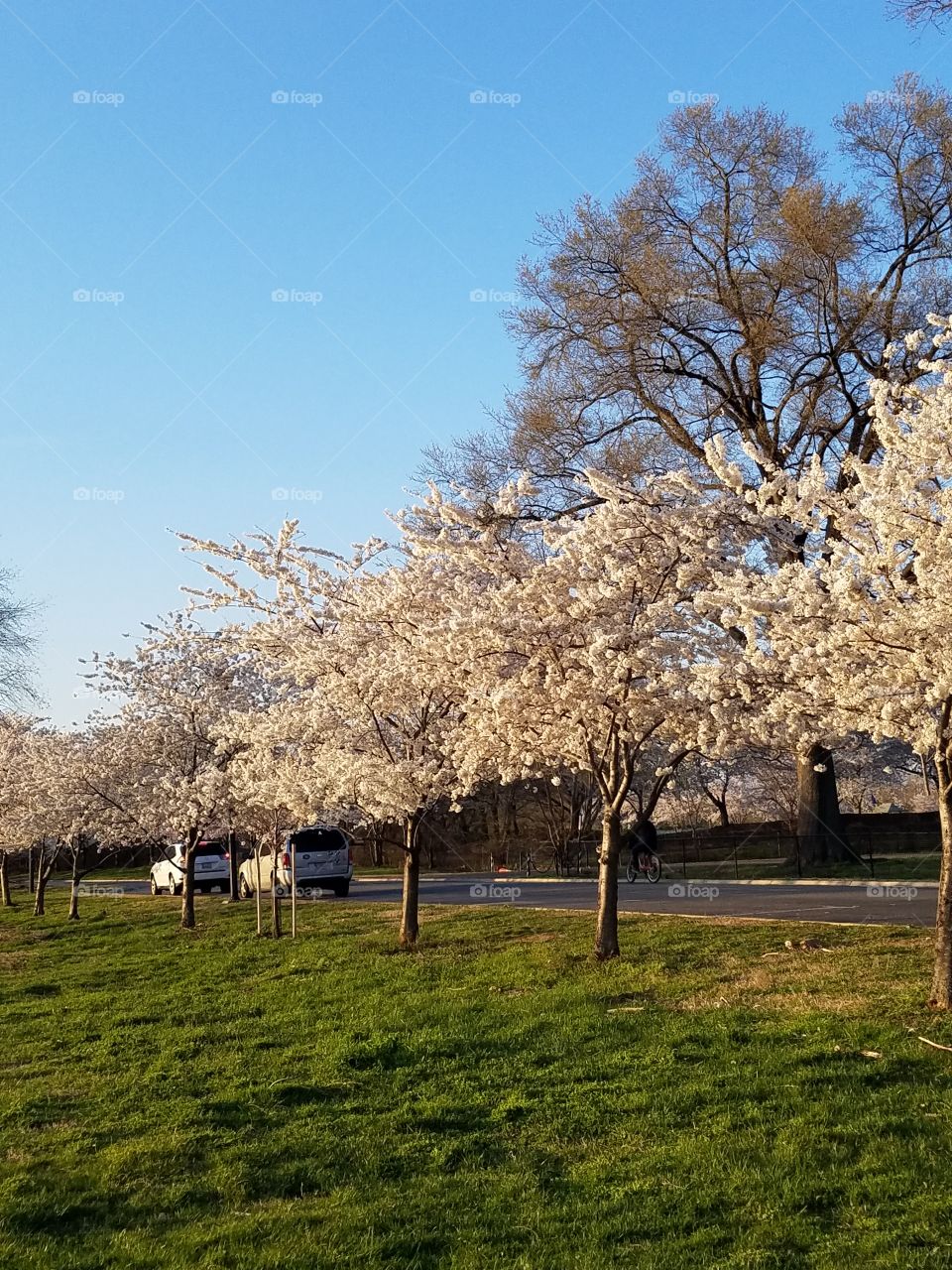 Washington dc cherry blossoms