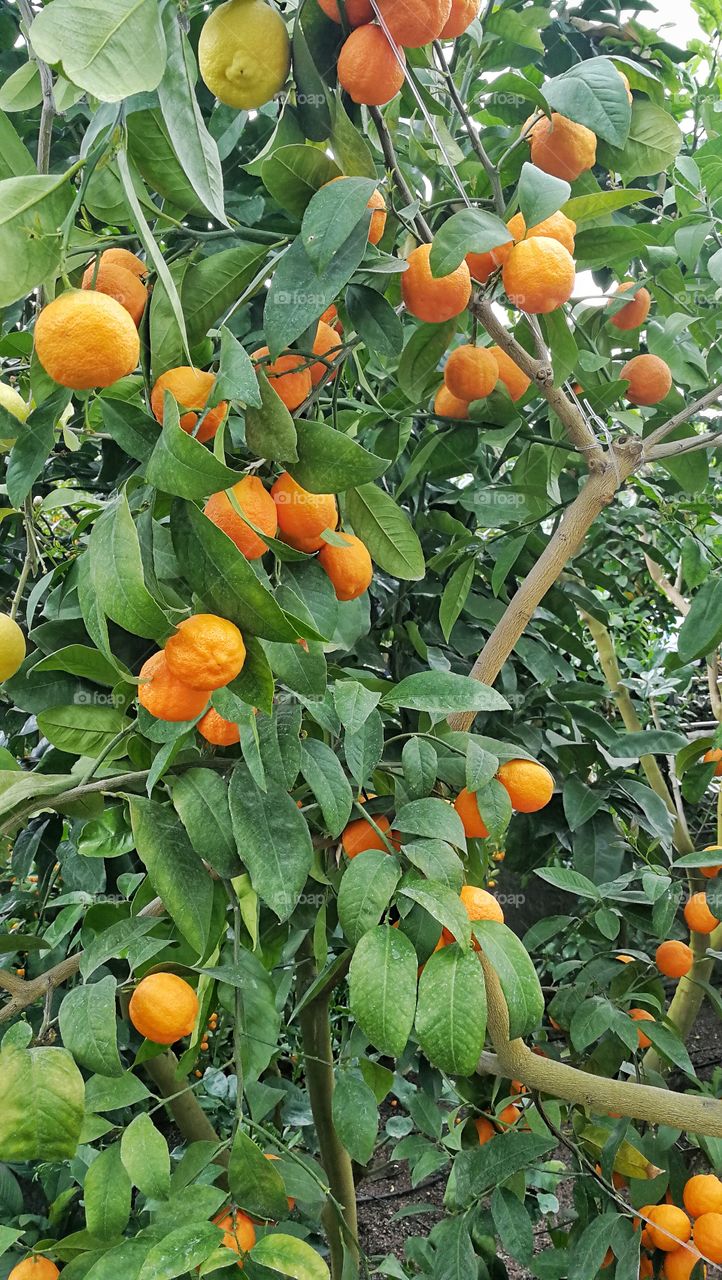 Orange tree