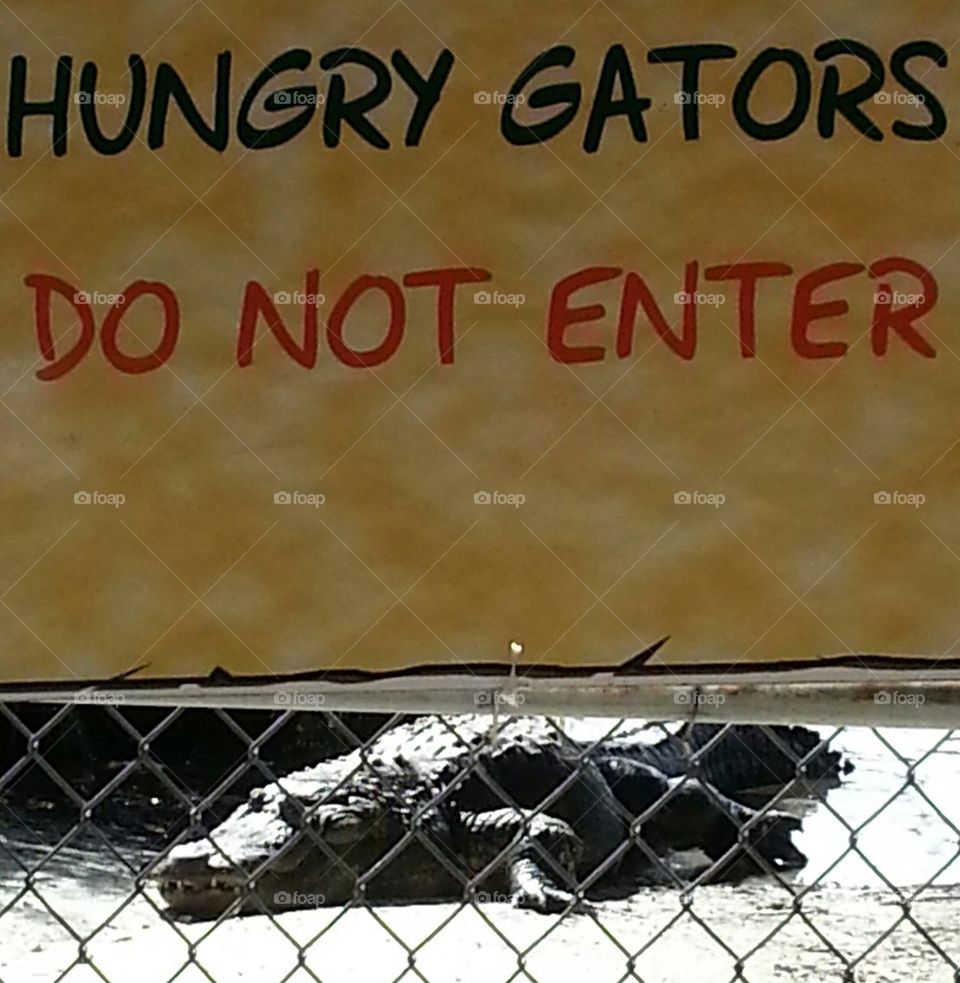 Hungry Gators?