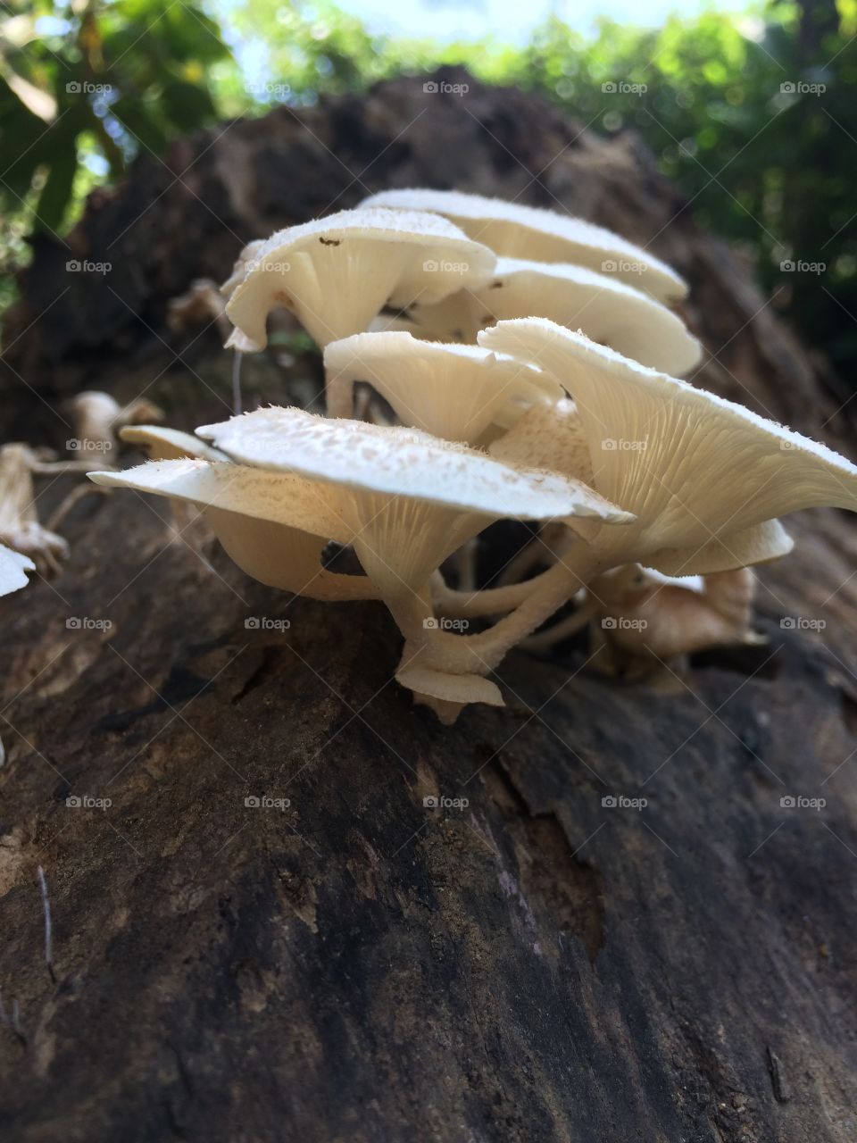 Fungi ...