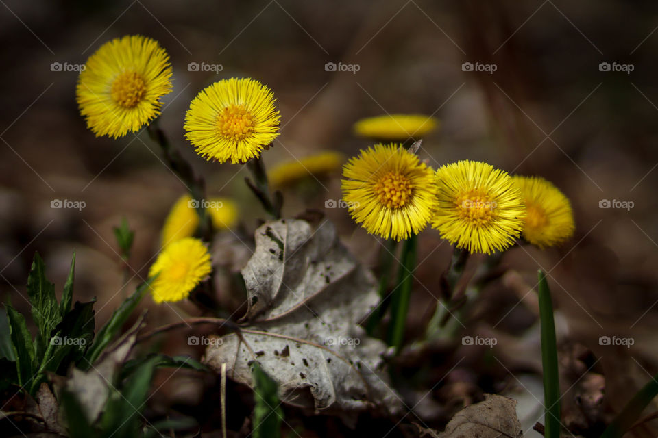 Yellow spring flowers