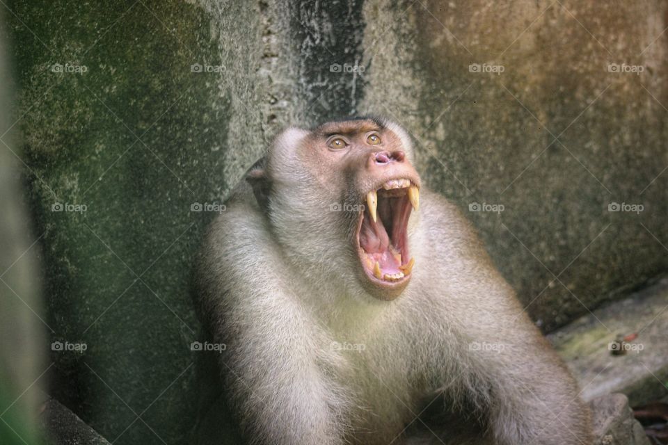 Pig-tailed macaque monkey yawning