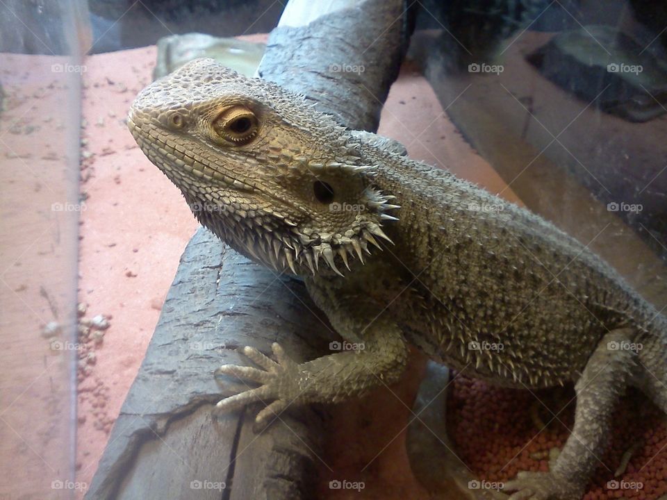 Bearded dragon