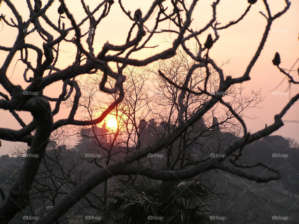 Sunrise over a peaceful Tuscan hillside.  Birds on the tree chirping in the start of a beautiful day of adventure!