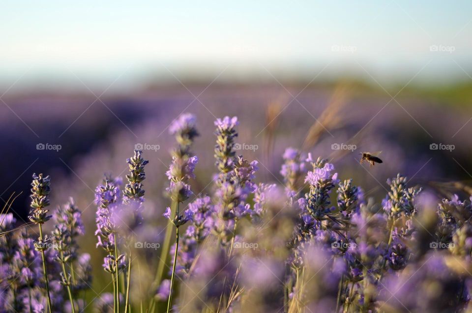 Birds & Bees - Nature in Motion