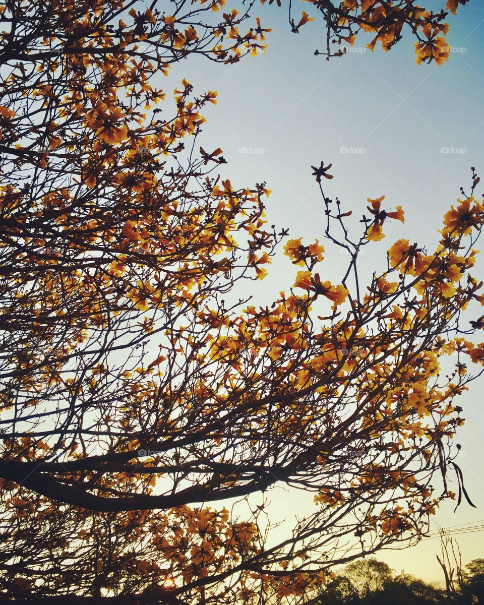 O cair da #tarde com os #ipês amarelos!
A #natureza não costuma brincar quando o assunto é beleza...
📸
#FOTOGRAFIAéNOSSOhobby
#inspiração #foto #paisagem #Jundiaí #mobgraphy #ipê