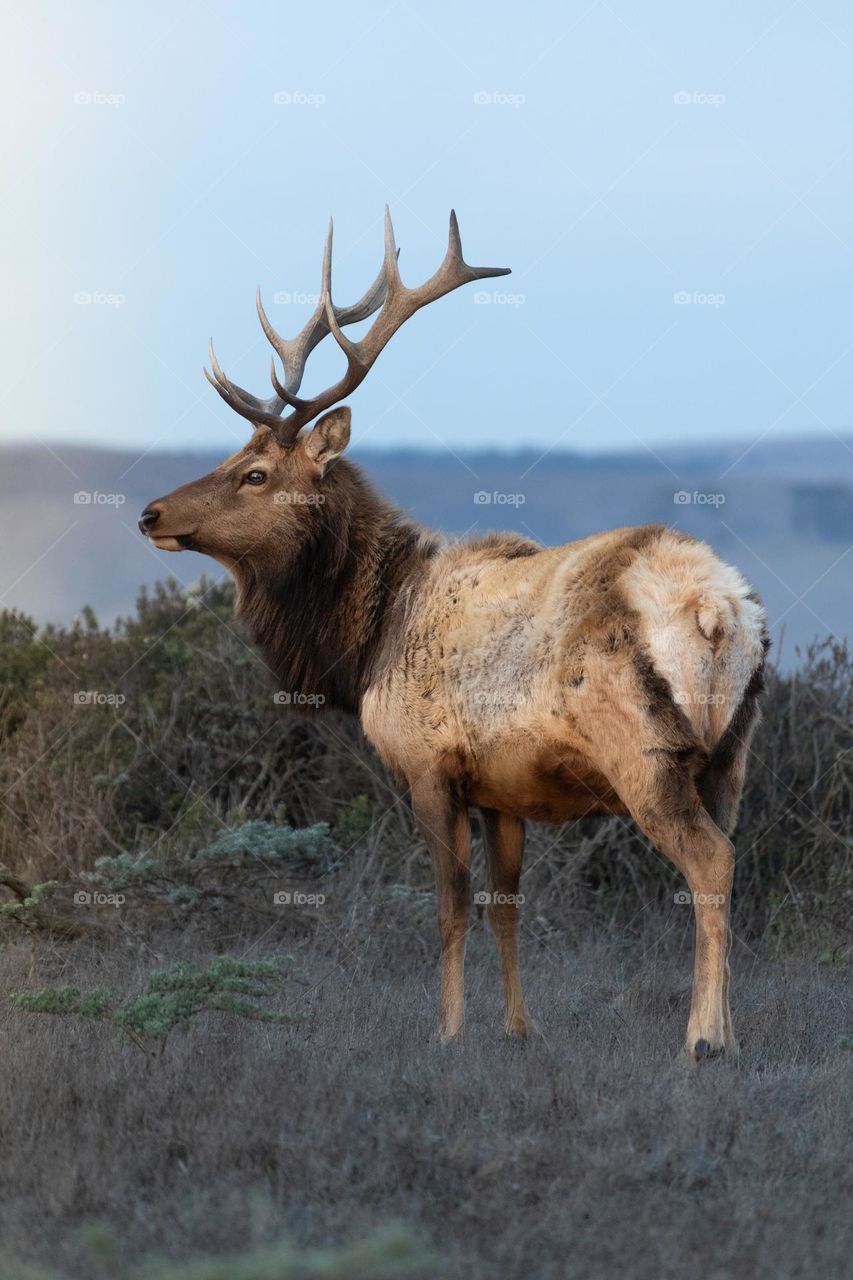 Beautiful brown colour deer