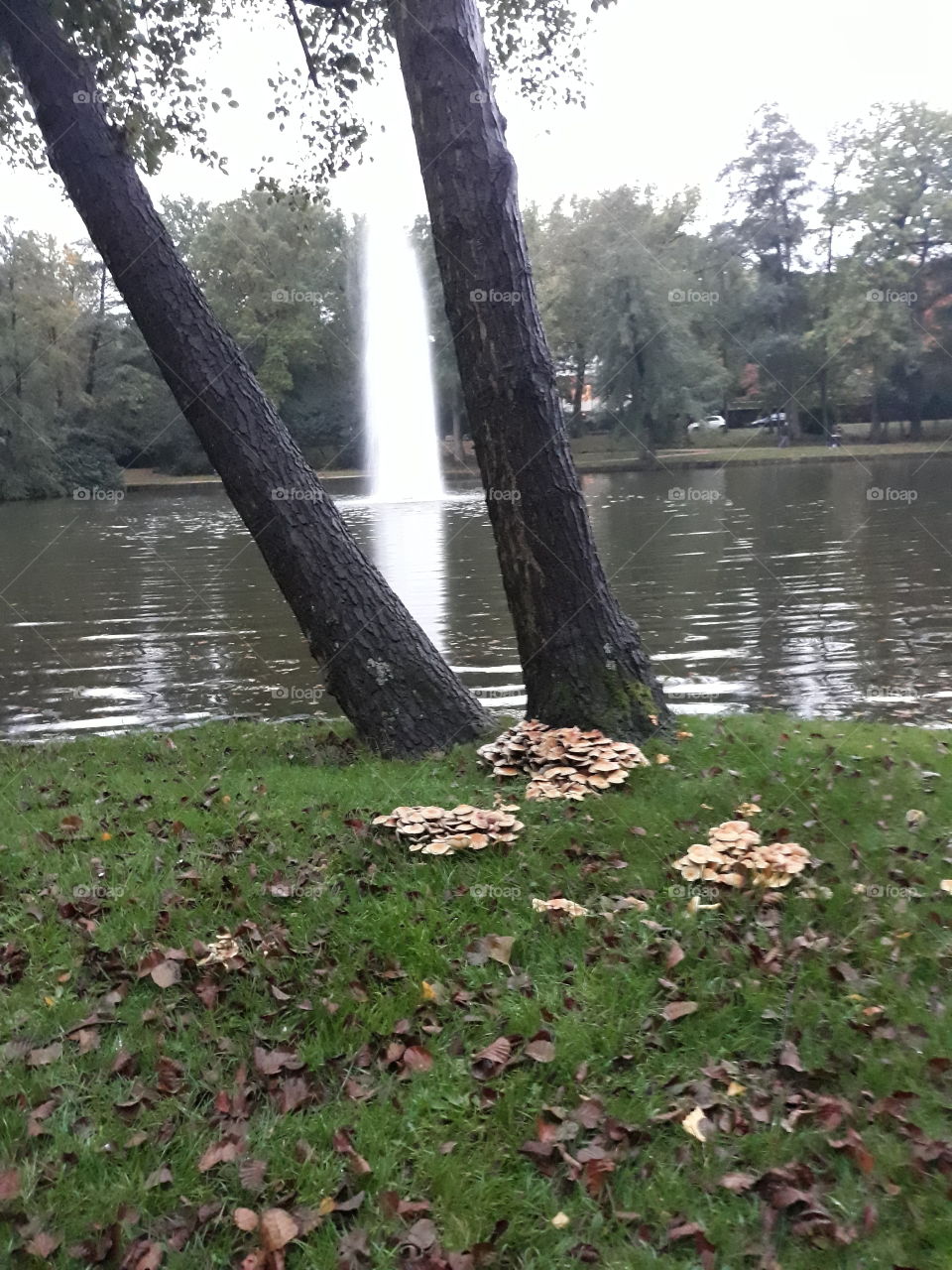 mushrooms park
