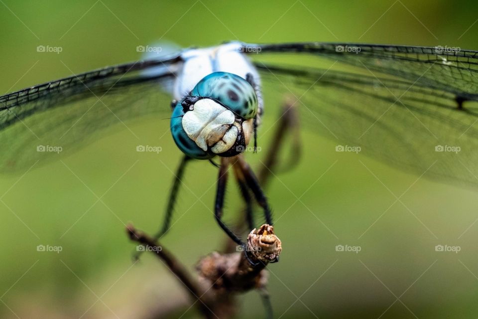 Foap, Flora and Fauna of 2019: A male Great Blue Skimmer twitched his head as he keeps his compound eyes peeled for potential I’ll-fated insects. However, it looks as if he’s laughing and acting goofy. 