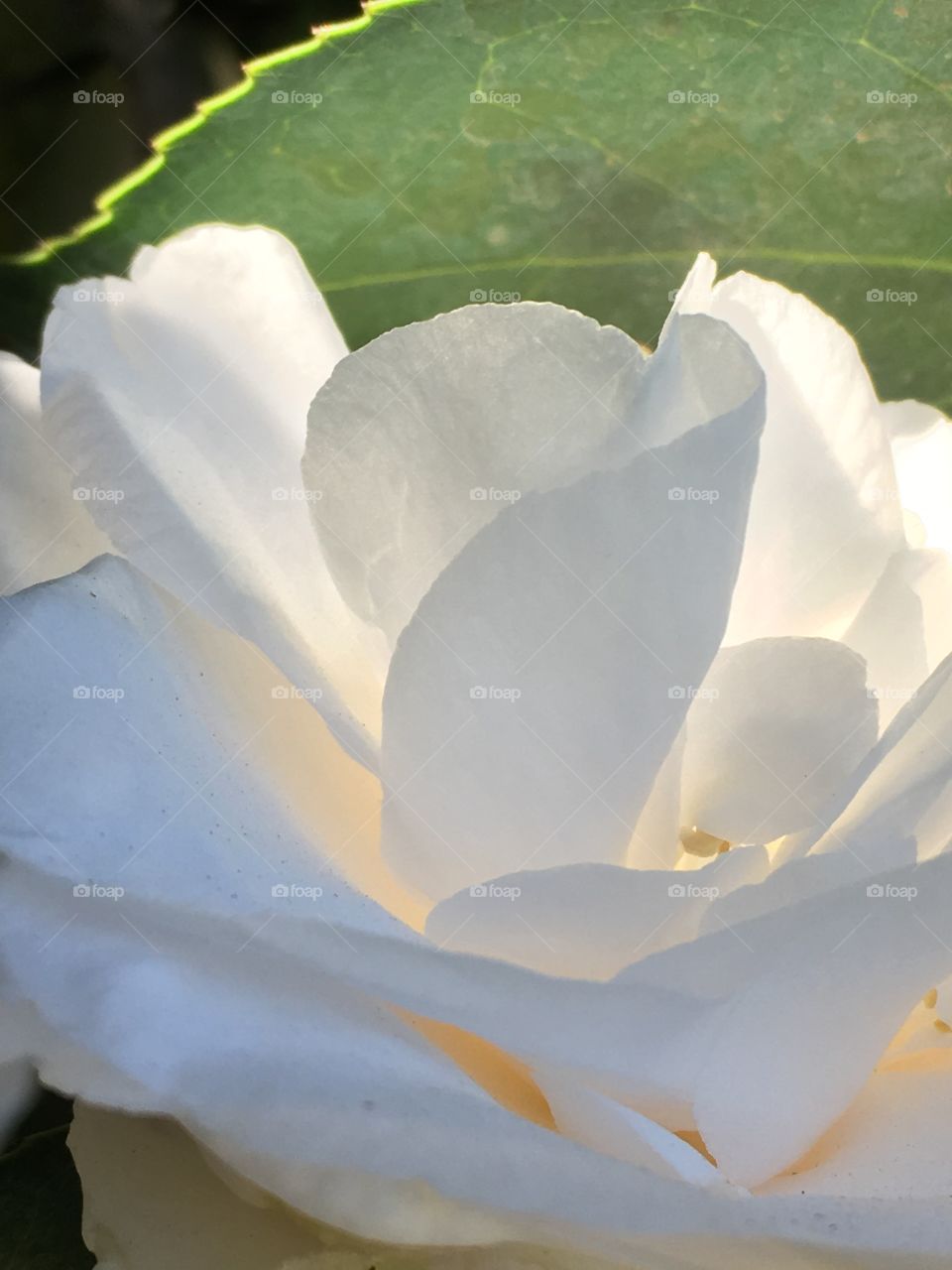 White rose green leaf