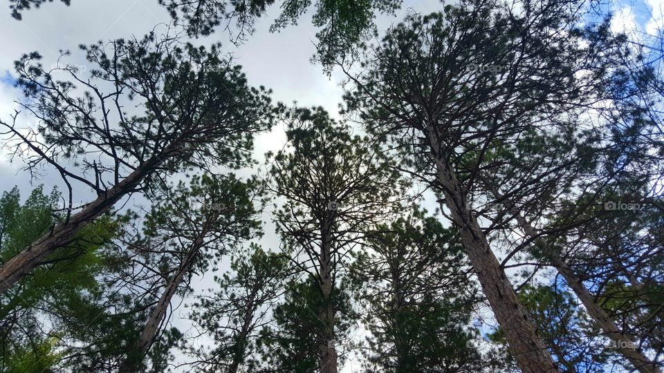 Tree, Wood, Nature, Landscape, No Person