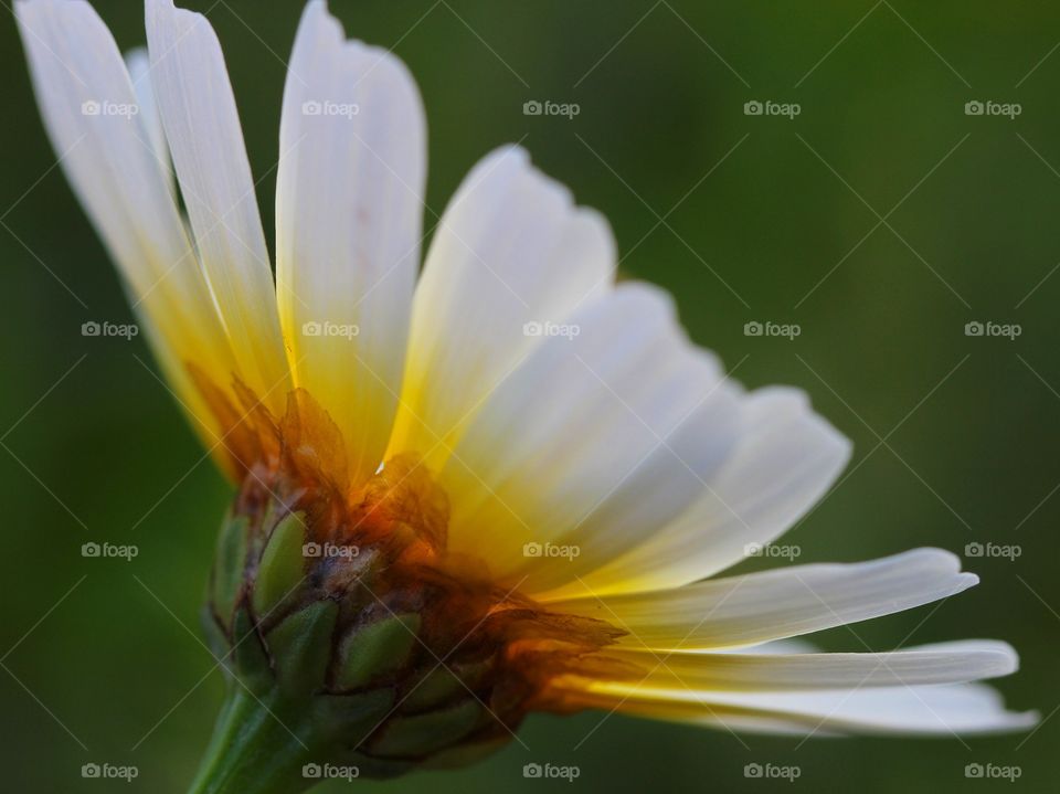 Beautiful macro daisy flower