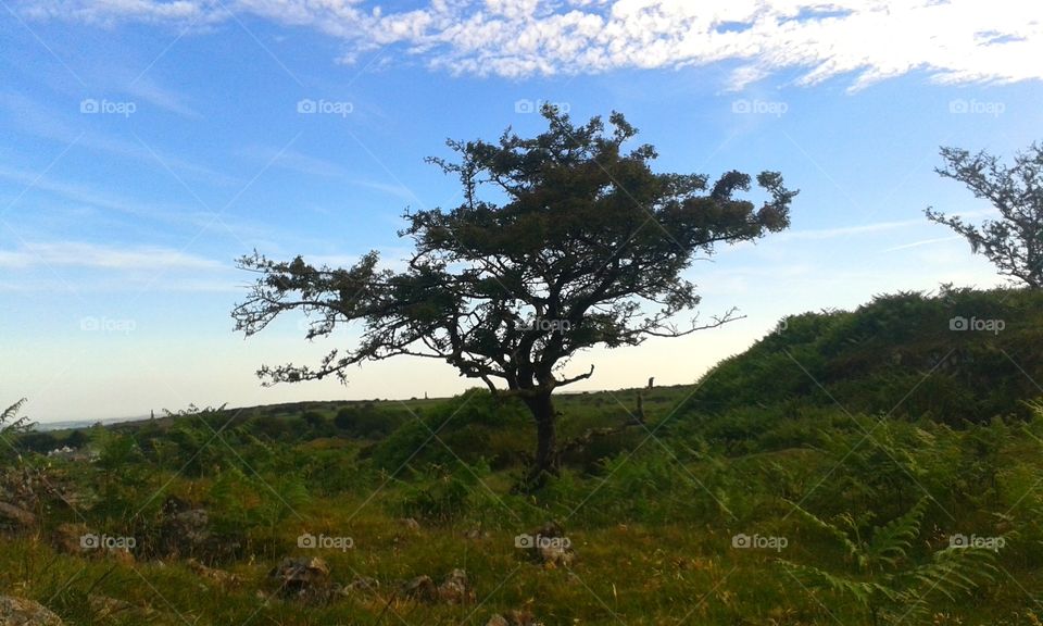 Small, twisted tree on Bodmin Moor, Cornwall, UK.