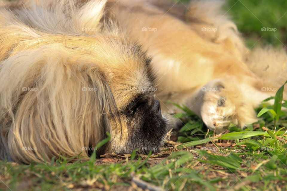 Pekingese pup laying on the grass