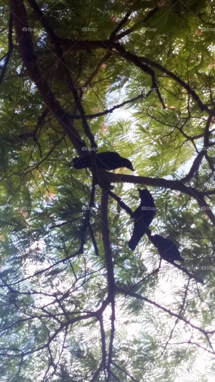 view from the ground of black crows in tree branches above