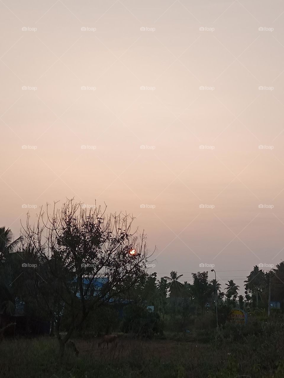 ravarma, beauty sunset, shadow tree