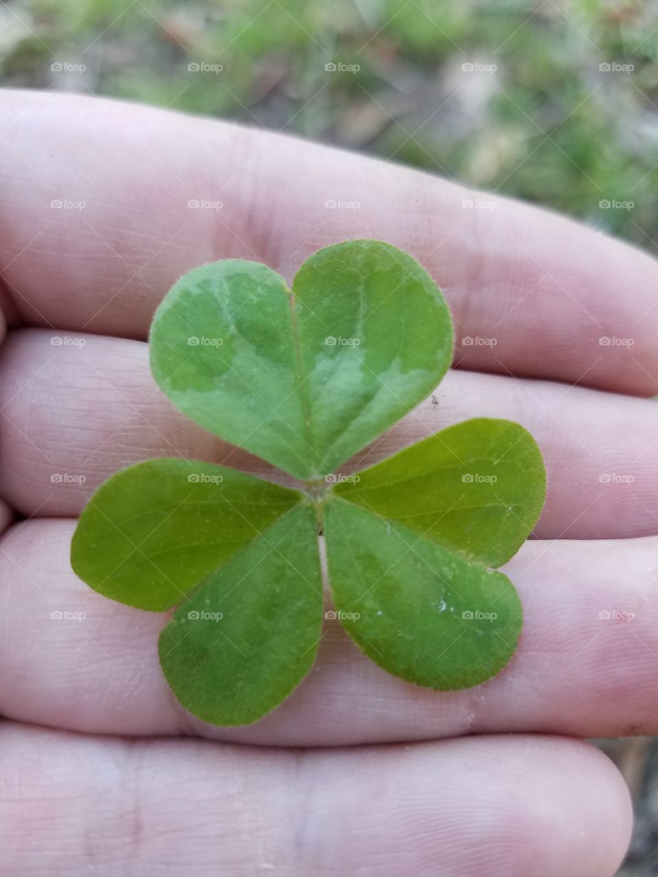 Clover