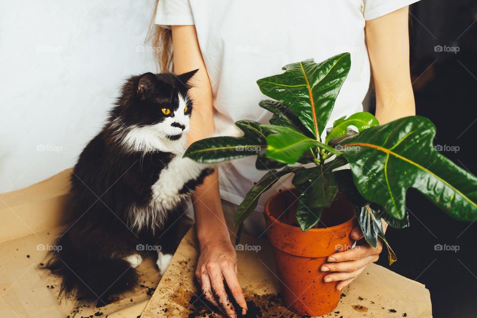 Young woman with black cat pet gardener taking care cultivate kroton plant, transplanting flower. Home gardening, houseplants, freelance. Hipster potting plants in ceramic pot on a counter in spring