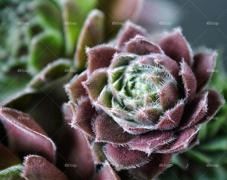 succulent plant close up