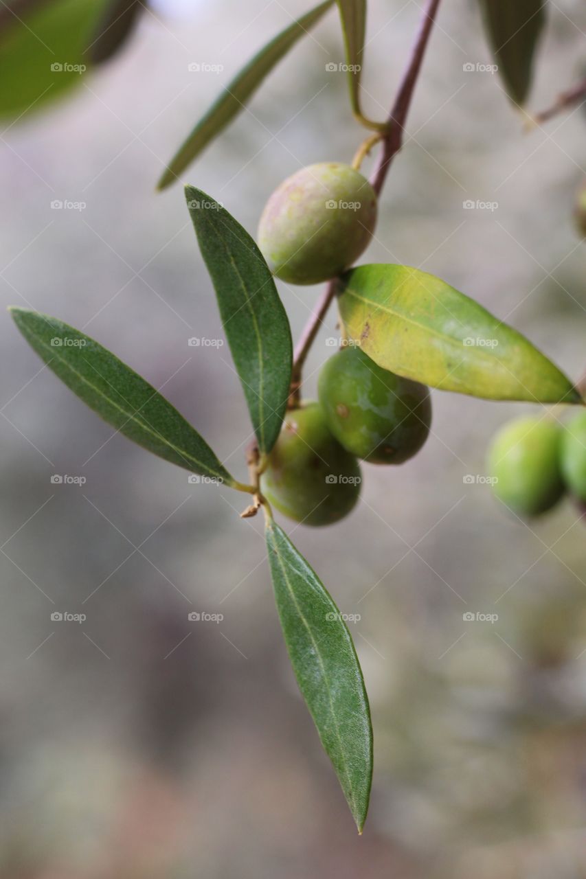 Olives