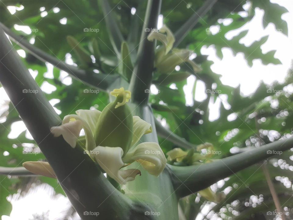 papaya flowers at initial age looking ausom.