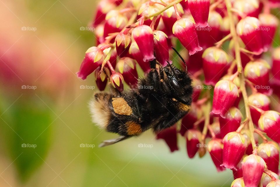 bumblebee collecting nectar covered in pollen