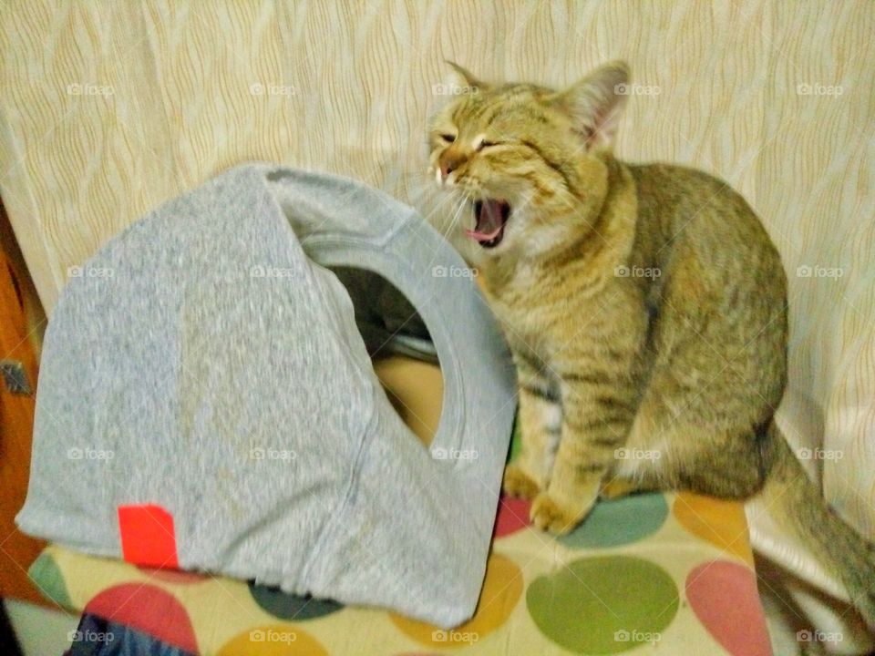 A cat Sleepy.
Nana cat