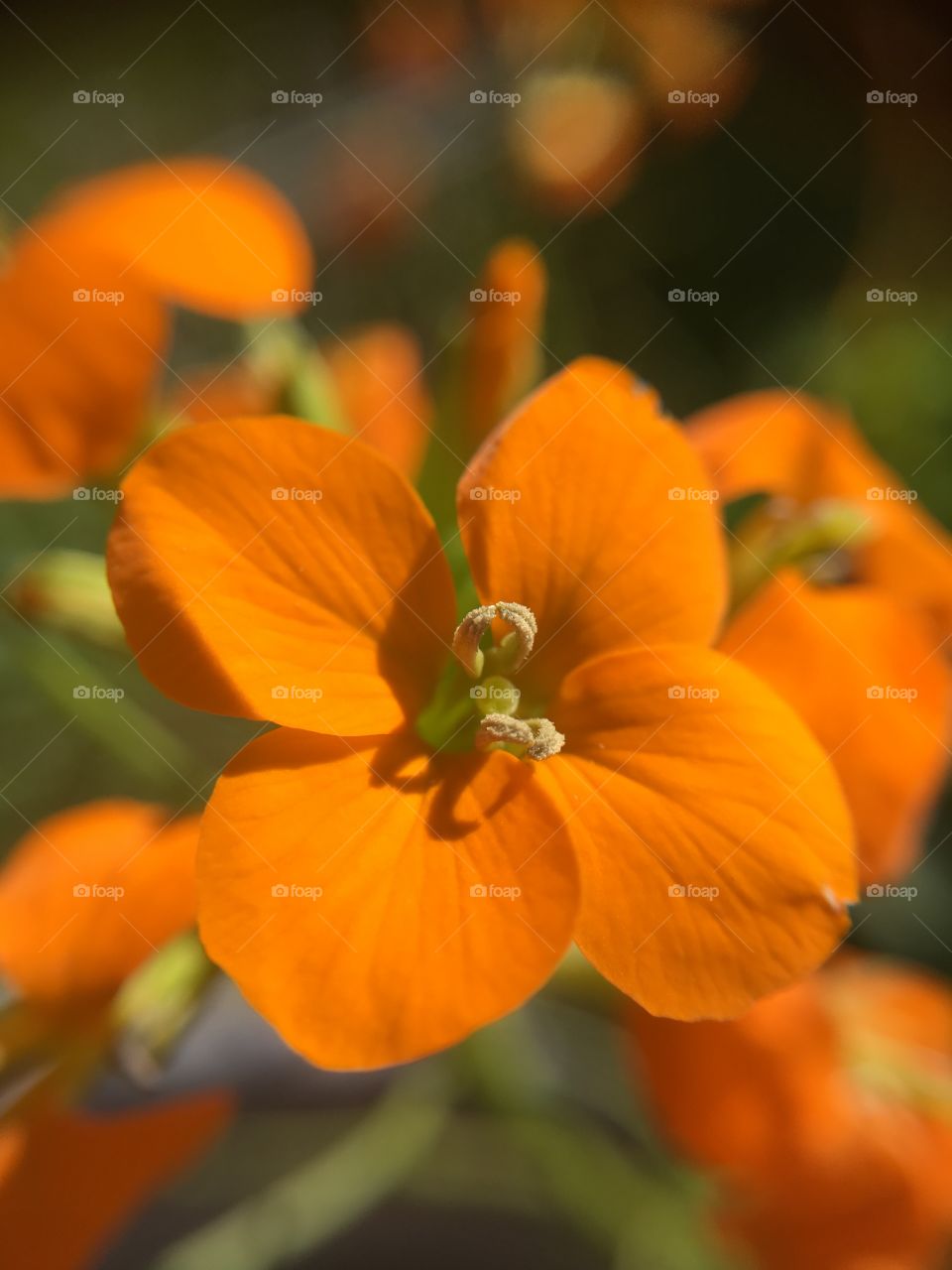 Orange flower