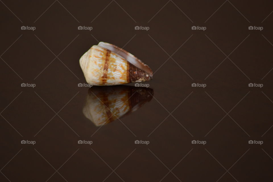 sea shell