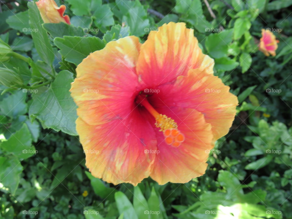 Hibiscus 