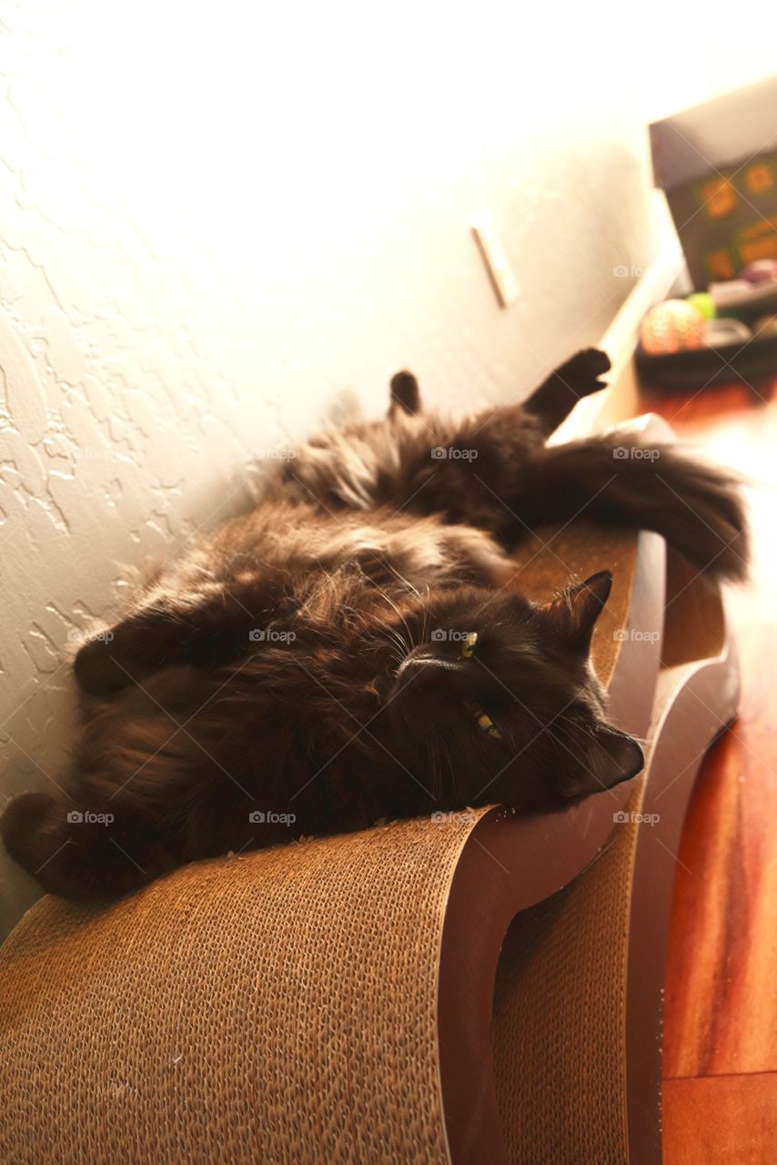 My cat lounging on his cat scratcher.