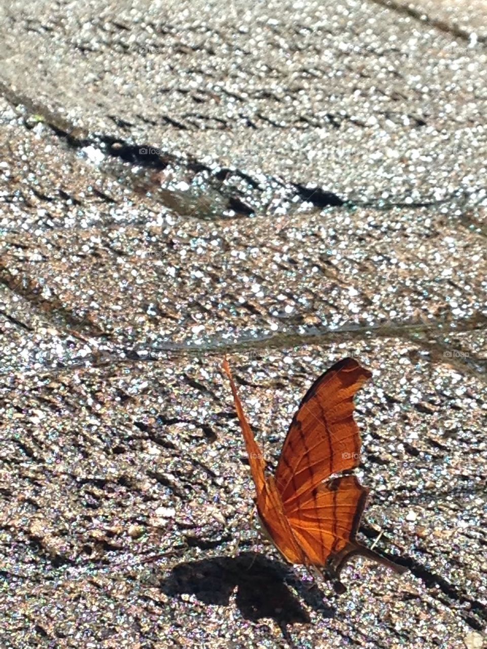 Butterfly on the Bricks