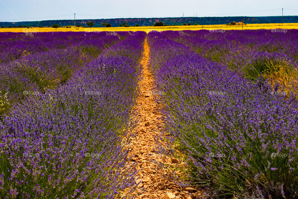 campos de lavanda