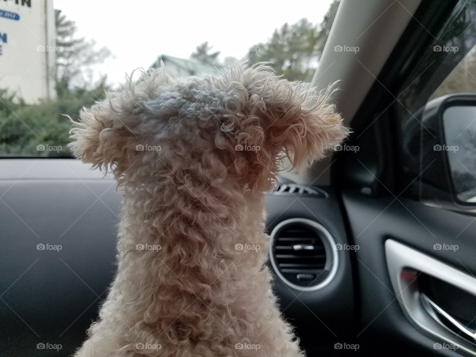 Curly haired dog in car watching where we are going.