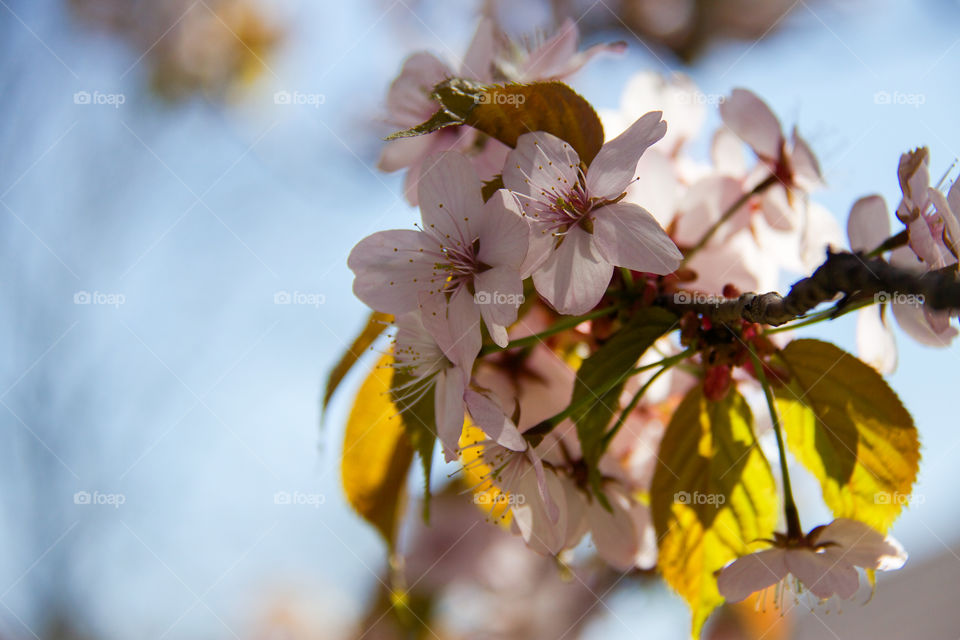 Sakura flowers in the rays of the spring sun.