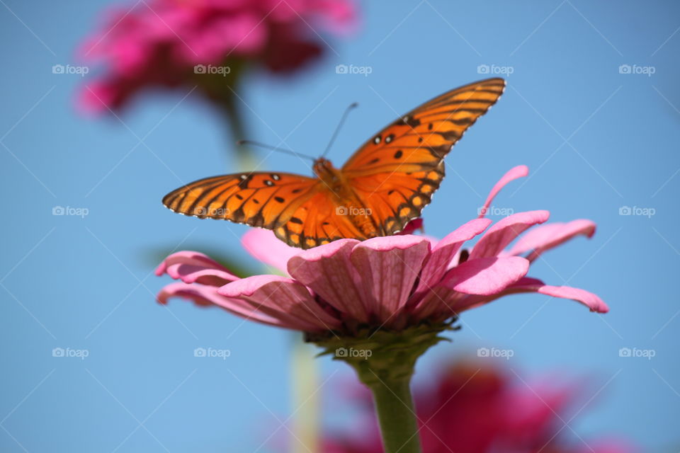 Gorgeous Pink Zinnia with Pretty ButterflyAboutx to Take Flight