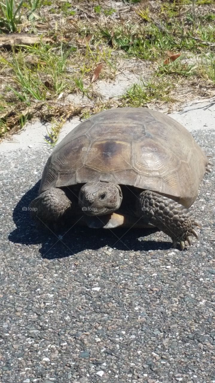 gopher turtle