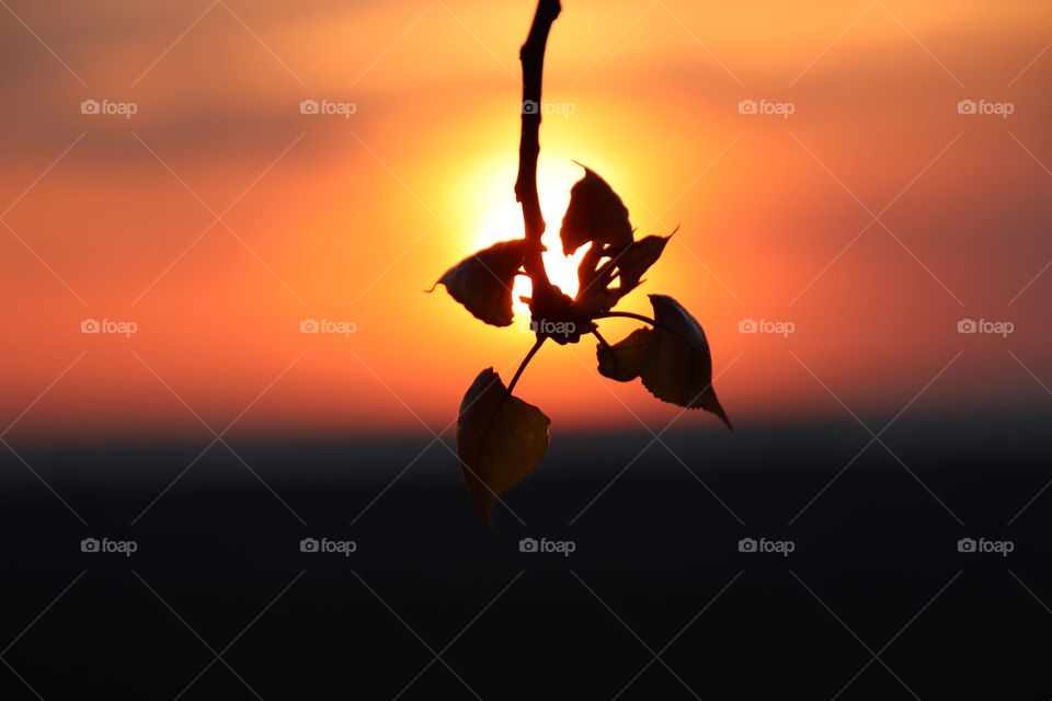 Silhouette of tree hangs over a beautiful orange sunset in the north shores of Ohio, USA