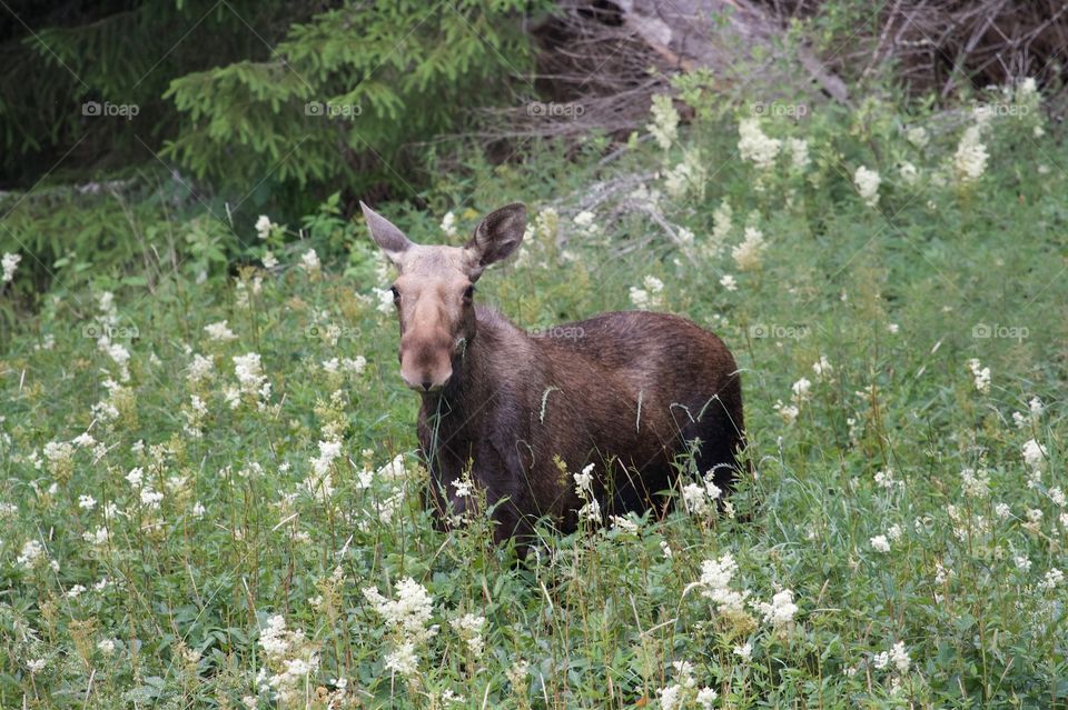 moose  in the forest