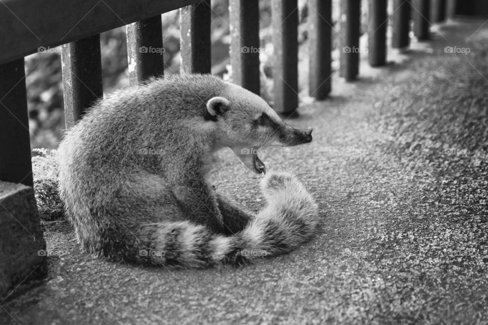 Yawning coati, funny moment in Rio de Janeiro. Black and white.