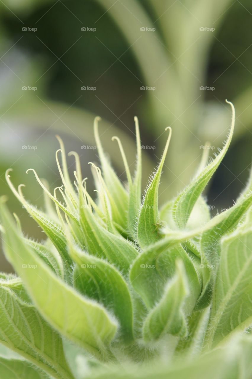 Sunflower bud