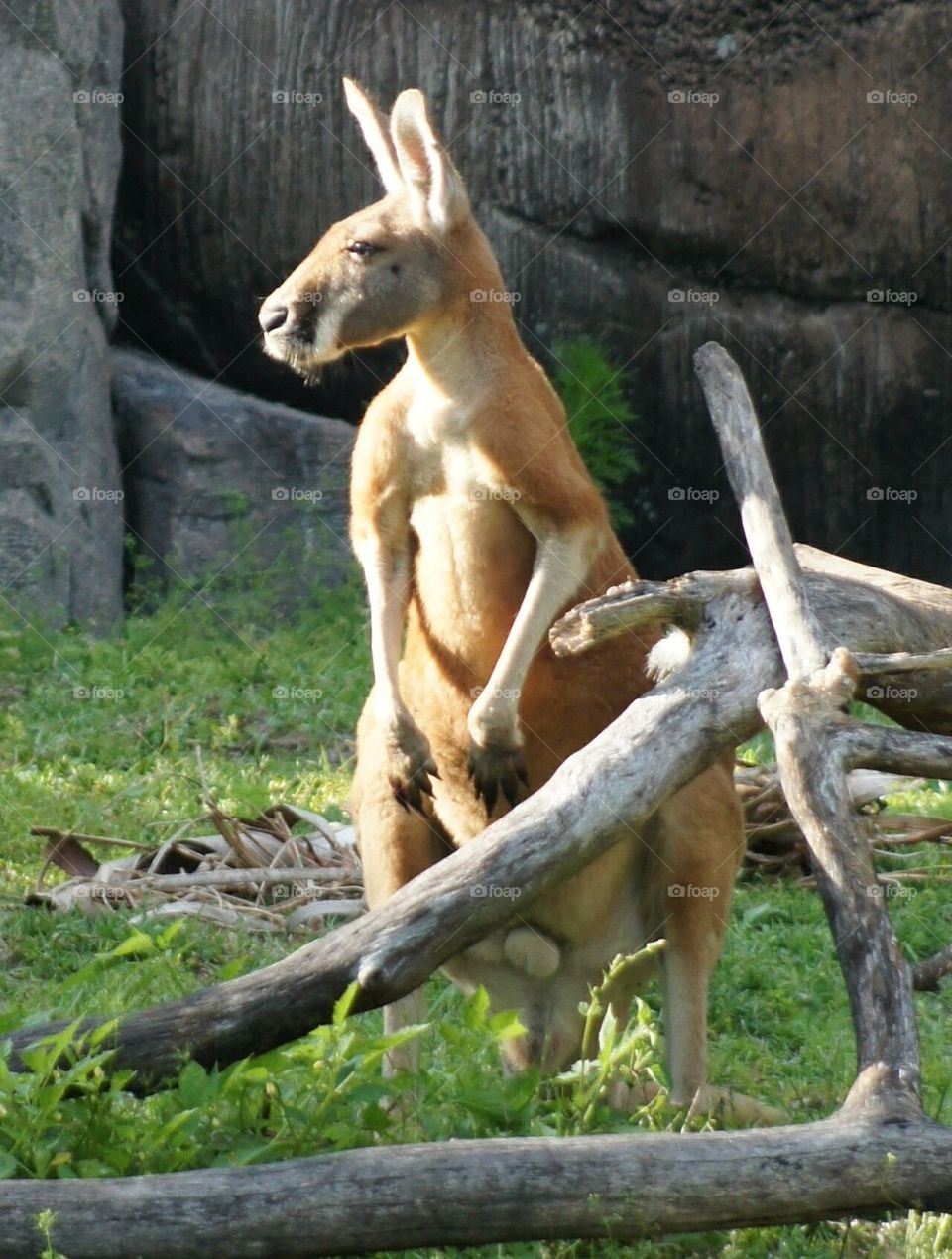 Red Kangaroo